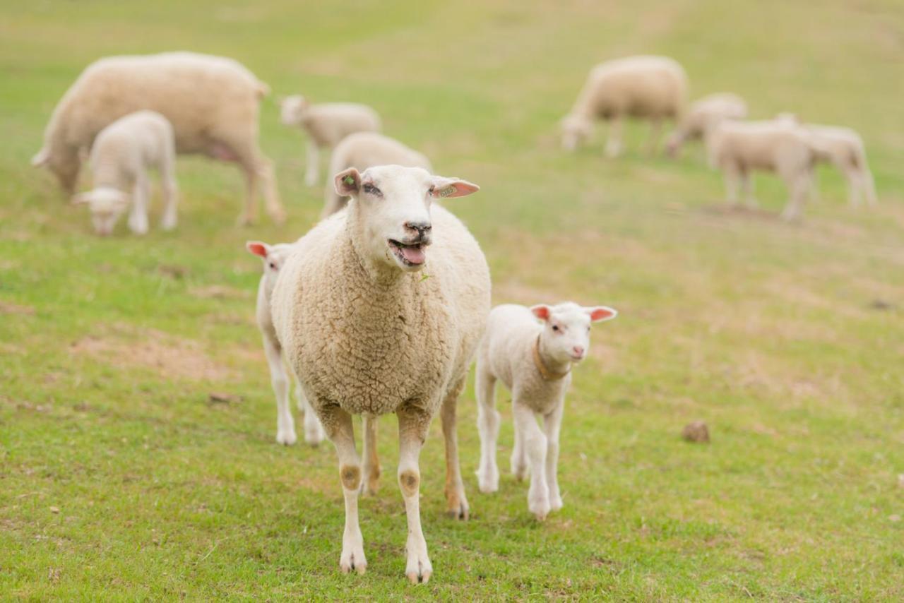 Reves De Moutons Hotel Paso Robles Kültér fotó