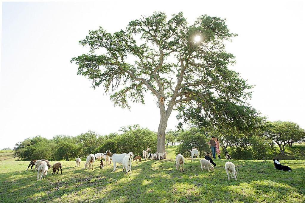 Reves De Moutons Hotel Paso Robles Kültér fotó