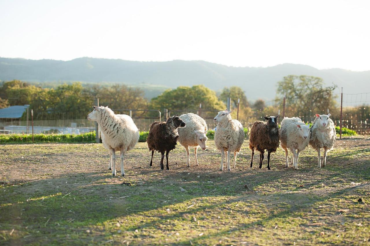 Reves De Moutons Hotel Paso Robles Kültér fotó