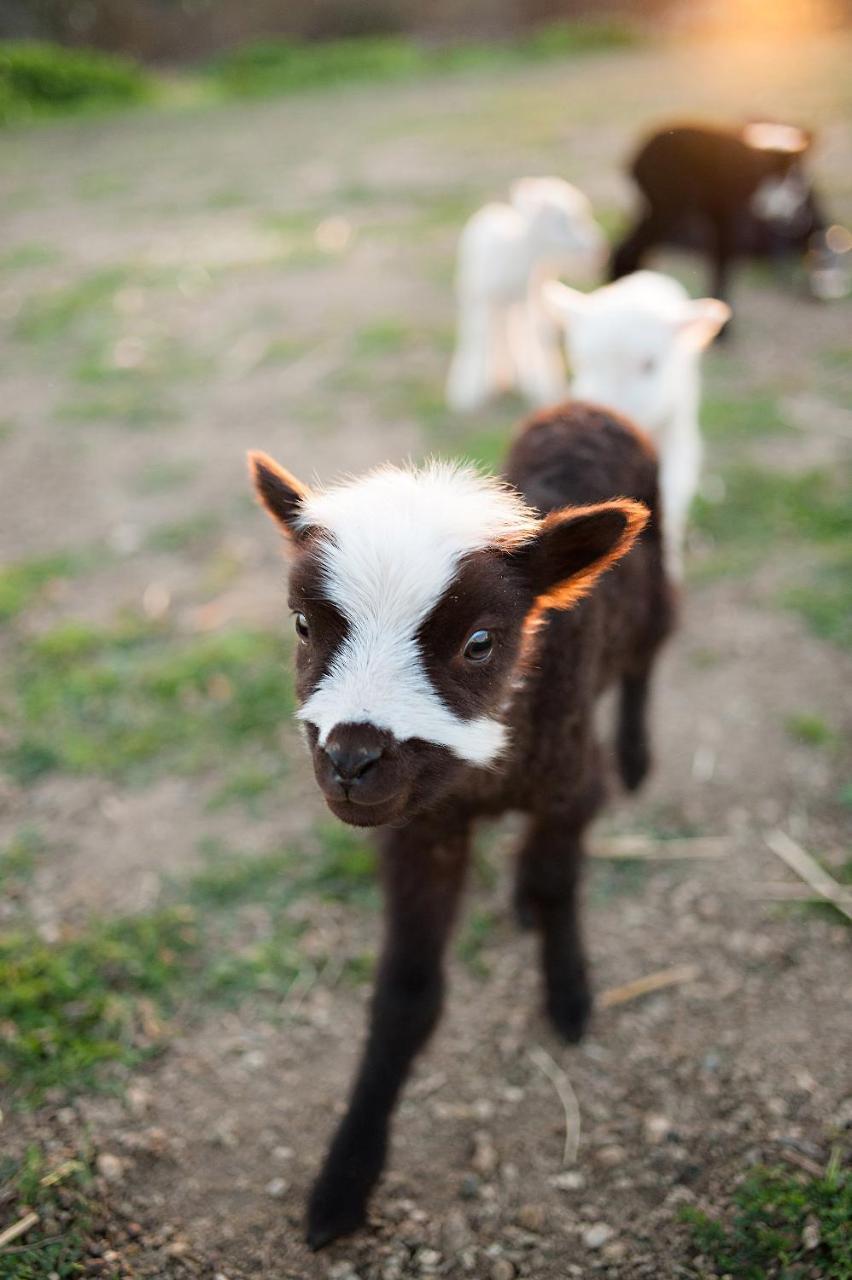 Reves De Moutons Hotel Paso Robles Kültér fotó