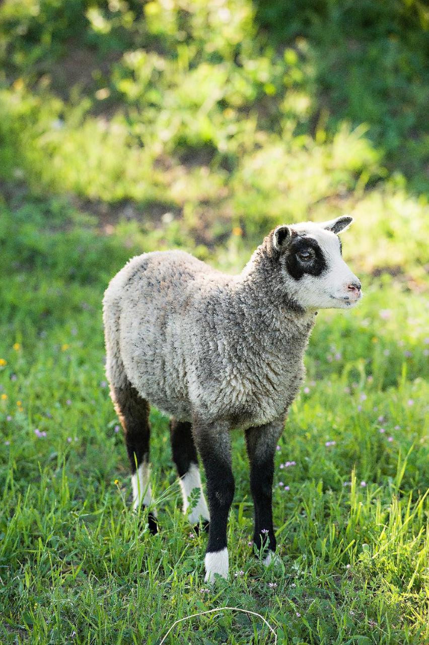Reves De Moutons Hotel Paso Robles Kültér fotó