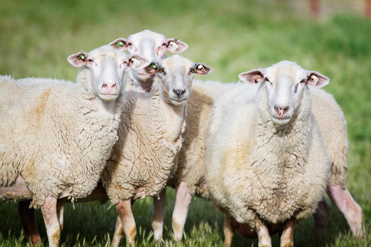 Reves De Moutons Hotel Paso Robles Kültér fotó