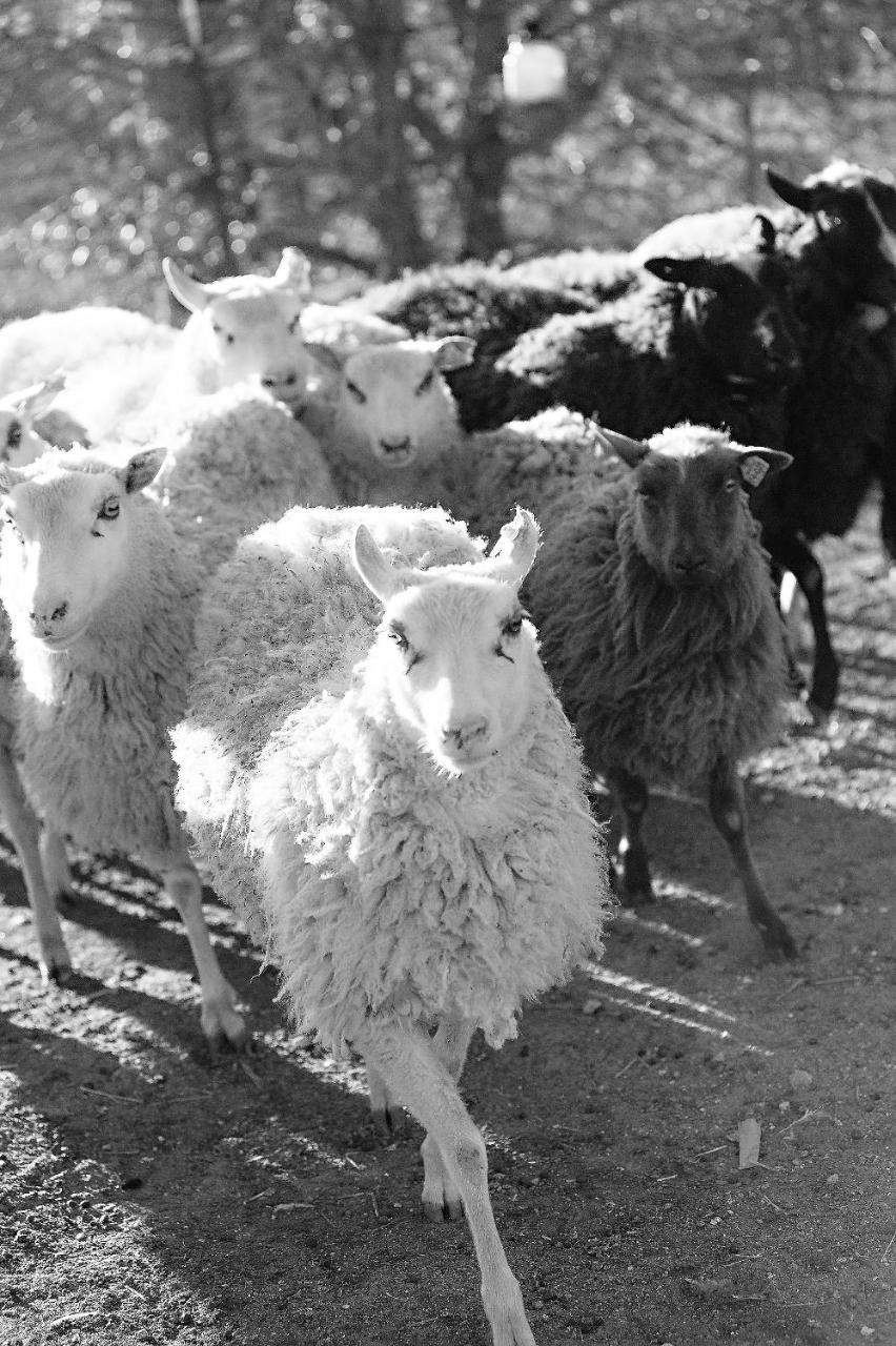 Reves De Moutons Hotel Paso Robles Kültér fotó