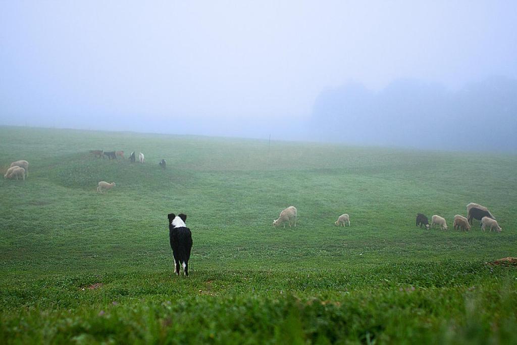 Reves De Moutons Hotel Paso Robles Kültér fotó