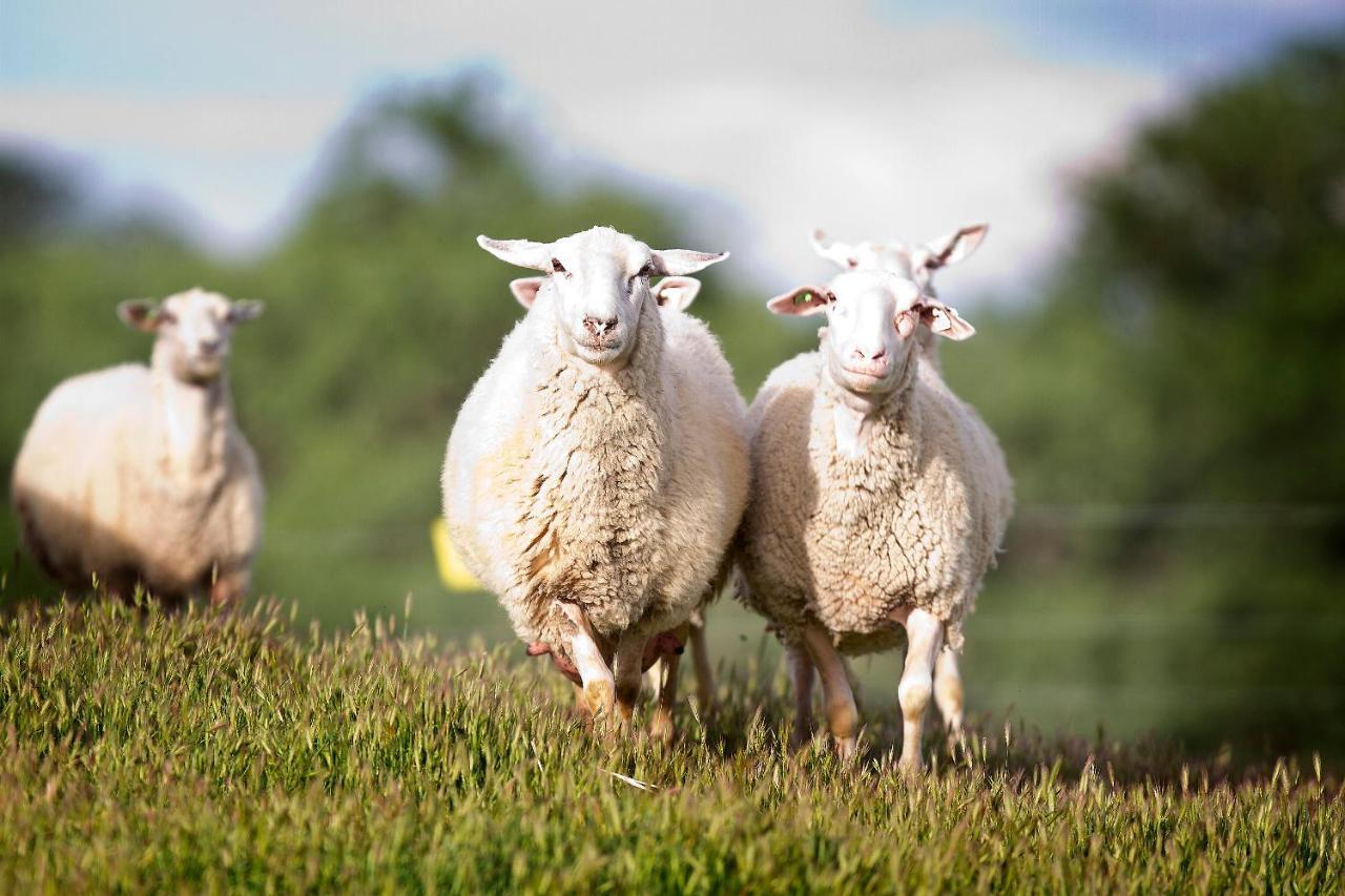 Reves De Moutons Hotel Paso Robles Kültér fotó