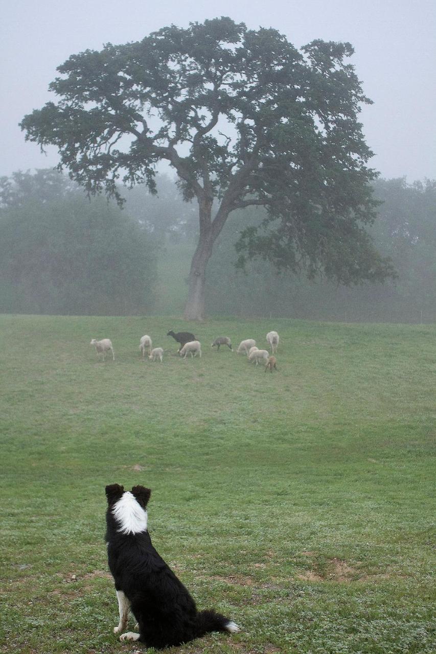 Reves De Moutons Hotel Paso Robles Kültér fotó